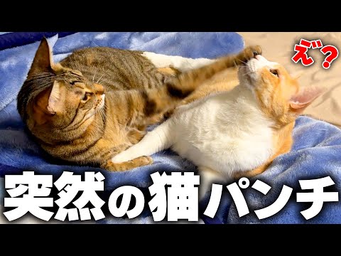 突然の猫パンチがロビンの顔面を襲う…！！【不憫】 サムネイル