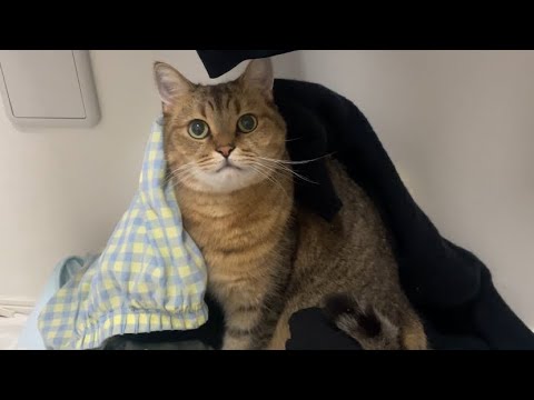猫を飼ってると洗濯物がこうなるぞ？？ サムネイル