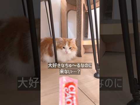 その反応…完全に察してる😂 猫 猫あるある shorts サムネイル