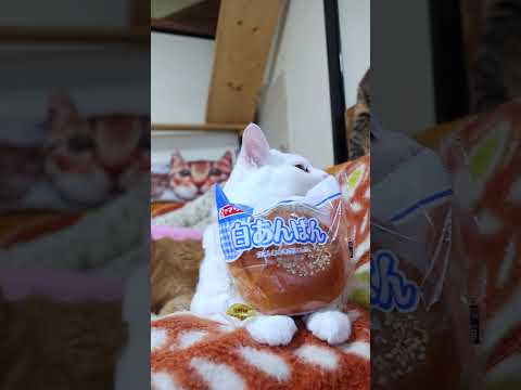 白あんぱん 260617 cat のせ猫 cute ねこ ネコ cutecat 白あんぱん 猫のいる暮らし…