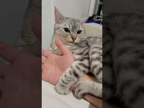 子猫から可愛く成長し過ぎてしまった猫たち!! cat 猫