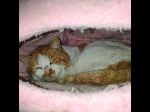 野良猫 がライブ配信中！ サムネイル