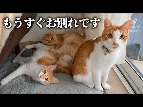 もうすぐお別れしてしまう子猫たちに先輩猫たちからプレゼントがあるそうです。