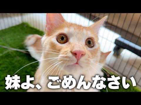 妹から預かっている子猫たちが悪い遊びを覚えてしまったかもしれません…。