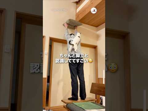 ニャン脚立になる｜PECO サムネイル