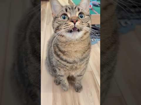 愛猫の為に全速力で帰ってきたパパwww cat 猫 サムネイル