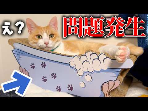 【悲劇】猫たちの大好きな”バスタブ”を買い換えようとしたら大問題が発生しました。 サムネイル