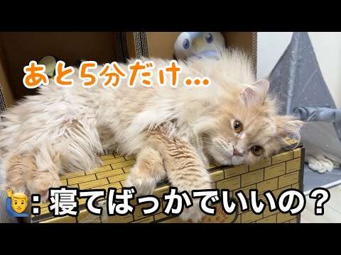 猫が寝てばかりいるので、パパが話しかけてみたら サムネイル