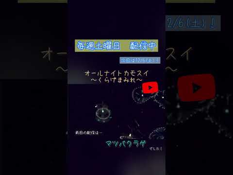 [4K 映像] オールナイトカモスイ～くらげまみれ～ |マツバクラゲ サムネイル
