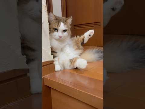 通ってええよ サムネイル