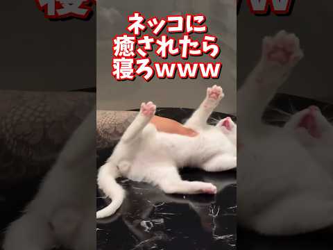ネッコの動画で癒されたら寝ろｗｗｗ　2ch  動物  猫 癒やし ねこ動画 サムネイル