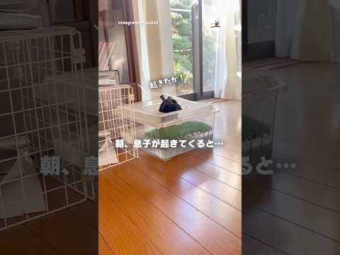 【奇跡】亀さんと相思相愛｜PECO サムネイル