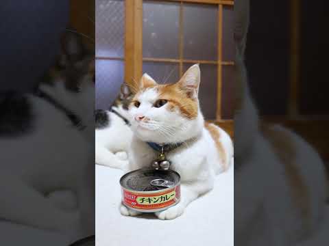 いなばカレー チキン入り　260416　のせ猫　 cat　 cute　 kitten　 ねこ　 cutecat　 ネコ… サムネイル