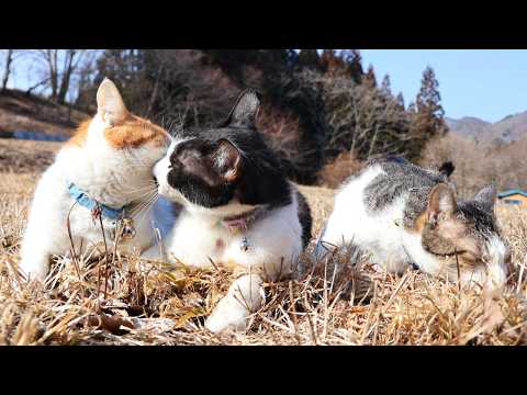 ちょびちろさばじろう散歩　260228 サムネイル