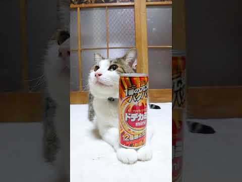 ドデカミンmini 260907 cat のせ猫 cute ねこ 猫のいる暮らし ドデカミンmin