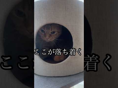 このが落ち着く ねこ アメショcat れん 猫タワー サムネイル