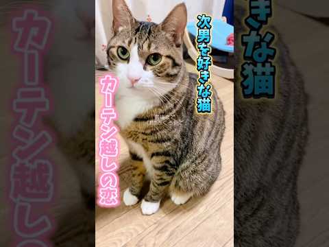 リクエストありがとうcats 思い出球太