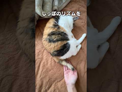 「しっぽのリズム」猫あるある|フルはApple Musicほか音楽アプリへ サムネイル