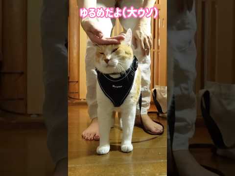 ハーネスが緩めだと大ウソつく飼い主元野良猫チャチャ 猫武将 ネコ ねこ 猫 cat ゆるめにたのむ サムネイル
