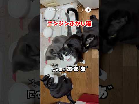 愛猫が変なエンジン音を出した|PECO