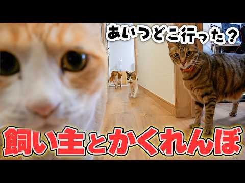 どうしても猫たちと”かくれんぼ”したい飼い主に付き合わされる猫たち サムネイル