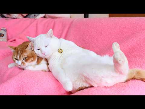 ぼー枕のしらたま　260508 サムネイル