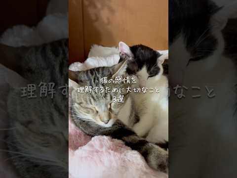 猫の感情を理解するために大切なこと3選 猫 ねこ 猫のいる暮らし 猫好きさんと繋がりたい 猫動画 ねこのいる生活 雑学… サムネイル