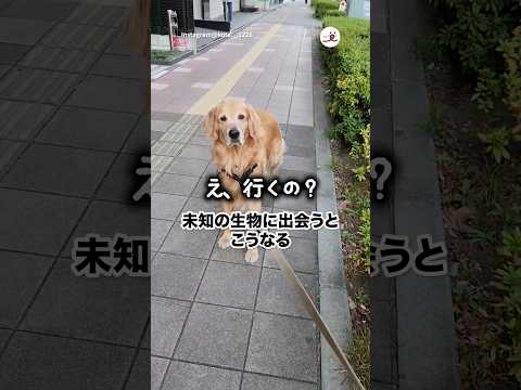 前通るのに10分かかった｜PECO サムネイル