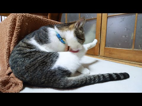 さばじろうけづくろい　251219