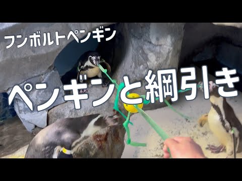 ペンギンと綱引き サムネイル