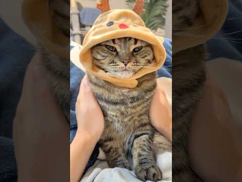 新入(トナカイ)が可愛すぎるwww cat 猫 サムネイル