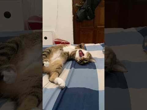 POV: Tutu sleeps till full every day. 😴 サムネイル