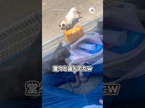 堂々と盗んでたw|PECO