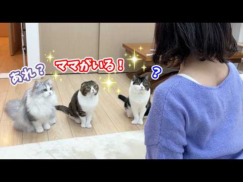 出かけたはずのママが部屋にいるドッキリをしたら猫たちの反応が可愛すぎた！ サムネイル