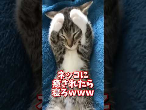 ネッコの動画で癒されたら寝ろｗｗｗ　2ch  動物  猫 癒やし ねこ動画