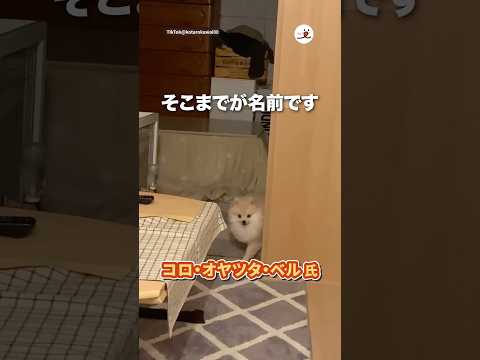コロ・オヤツタ・ベル｜PECO サムネイル