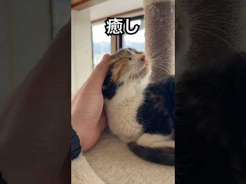 【必ず癒します】保護して2週間のゴロゴロ 保護猫 猫 サムネイル