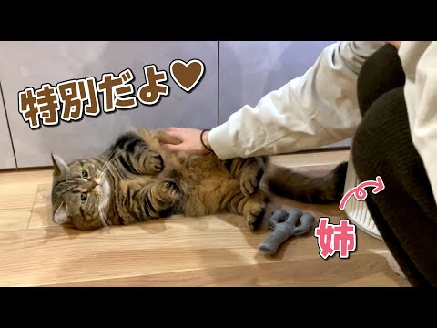 初めて泊まりに来た姉をおもてなしする猫たちが可愛すぎた！ サムネイル