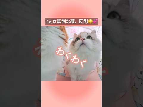 こんな真剣な顔、反則😆💕猫 cat ミヌエット短足 ぬんちゃん サムネイル