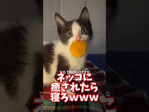 ネッコの動画で癒されたら寝ろｗｗｗ　2ch  動物  猫 癒やし ねこ動画 サムネイル