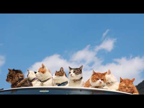 軽トラの屋根の上の8匹の猫　260521