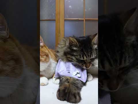 ティータイムブレッド ホワイトチョコラスク　　260501　 cat のせ猫 cute　 シャトレーゼ ねこ ラスク… サムネイル