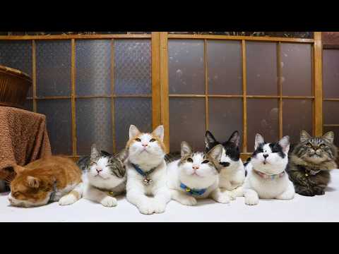 首振りねこたち　260419 サムネイル