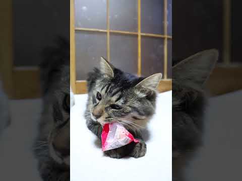 おしりラムネ　260216　のせ猫　 cat cute ねこ　 猫のいる暮らし　 ネコ　 cutecat　 猫のいる生… サムネイル