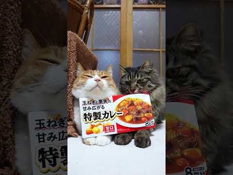 玉ねぎと果実の甘み広がる特製カレー　甘口　260611　 cat のせ猫 cute　 特製カレー 玉ねぎと果実の甘み広… サムネイル