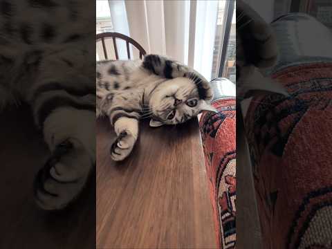 アメショーのラッテ アメショ アメリカンショートヘア 猫と暮らす家猫との暮らし猫 サムネイル