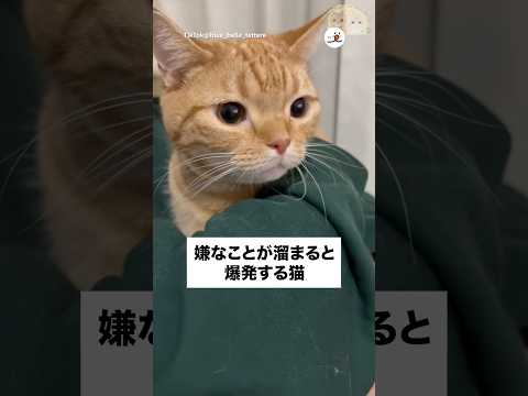 嫌なことが溜まるとこうなる｜PECO サムネイル