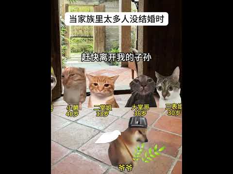 当家族里太多人没结婚时！ 有趣 猫meme 猫meme剧场 猫meme小剧场 内容过于真实  故事 貓 猫猫meme小… サムネイル