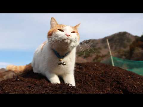 堆肥の上のちろ　260414 サムネイル