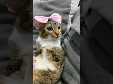 Happy Chinese New Year サムネイル